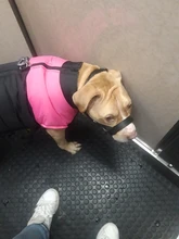 Coat Jacket Puppy-Vest Dogs Waterproof Winter Medium Pet-Dog Zipper Small Large Warm