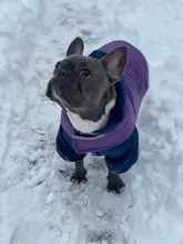 Dog-Down-Jacket French-Bulldog-Vest Pet-Chihuahua-Coat Dogs Reflective Reversible Winter