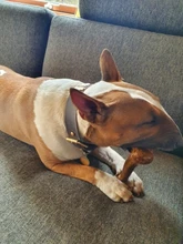 Puppy-Toys Chew-Game Dental-Care Dogs Dog-Bone Benepaw Small Natural Large Medium Pet