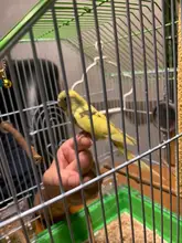 Toys Birdcage-Accessories Bird-Stand Wooden Parrots Perches-Supplies Swing Bar Pet-Bracket