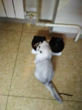 Cat-Bowls Products Pet-Food Raised-Stand Pet-Supplies Cats-Dogs-Feeders Non-Slip Double