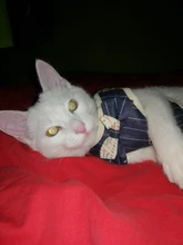 Conjunto de arnés y correa de nailon para perros y gatos, arnés de perrito, Collar de gato de plomo, chaleco para gatos pequeños, suministros para gatos y mascotas