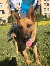 Vest Dog-Harness German-Shepherd Dogs Pet-Military-Training Molle Tactical Medium 