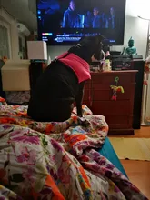 Jacket Yorkshire Terrier Padded-Coat Pet-Dog-Clothes Winter for Pitbull Chihuahua Warm