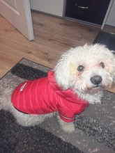 Coat Puppy Clothing Pet-Dog-Jacket Dogs Chihuahua Yorkshire Hoodies Outfit Small Winter