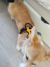 Truelove Front Nylon Dog Harness No Pull Vest Soft Adjustable Safety Harness For Dog