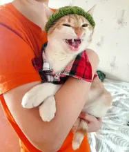 Dog-Shirts Dogs Plaid British-Style Cotton Medium Pet-Puppy Kevnicely for Small Cat Y024