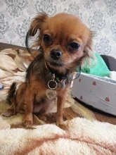 Placas de identificación personalizadas para perros y gatos, etiquetas de nombres de mascotas, antipérdida, accesorios para mascotas