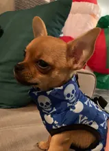 Dog Vest Pet-Supplies Down-Jacket Puppy Chihuahua Winter Windproof Small Warm Apparel