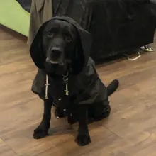 Jacket Rain-Coat Labrador Alaska Puppy-Doberman Waterproof Dogs Large Medium Husky TLC02