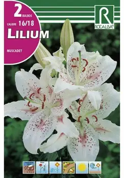 

Flowers bulbs LILIUM MUSCADET-white, red dots spring bulbs