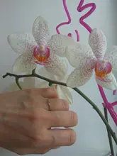 Anillo de titanio y acero fino para hombre y mujer, anillo de dedo de color dorado, rosa, moda Simple, Color plateado, 1MM