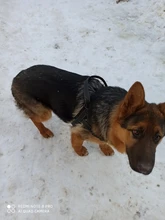 Arnés ajustable para perros medianos y grandes, chaleco reflectante de entrenamiento para caminar, sin tirones, para mascotas