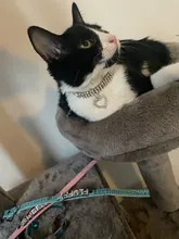 Collar con colgante de hueso para perro y gato, Collar ostentoso con diamantes de imitación para mascotas