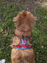 Truelove Front Nylon Dog Harness No Pull Vest Soft Adjustable Safety Harness For Dog