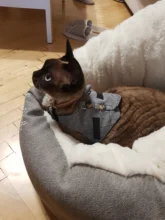 Sqinans Fashion Rabbits Vest Gray Plaid Rabbit Harness And Leash 140cm Cotton Rabbit