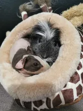 Bed Pet-House Hamster Hedgehog-Squirrel Guinea-Pig Small Nest Kawaii Warm Soft Cartoon-Shape