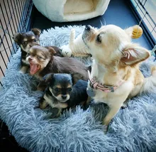 FortyLions-Cama larga de felpa para perros y gatos, cojín largo de felpa super suave y esponjoso para mascotas, cómoda para casa