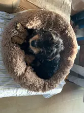 Kennel Calming-Beds Fluffy Dog Plush Dog/cat-House Super-Soft Sofa Pet-Puppy Long 