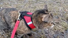 Cat-Harness Leash Mesh Bulldog Cats Small Dog Kitten Chihuahua French Breathable Nylon
