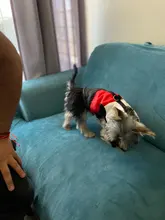 Ropa cálida para perros pequeños, abrigo para perros a prueba de viento, chaqueta acolchada, atuendo con chaleco, ropa para Chihuahua y Yorkshire 35