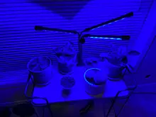 Phyto-Lamp Grow-Light Flower Seedlings Goodland USB Full-Spectrum For Plants LED 