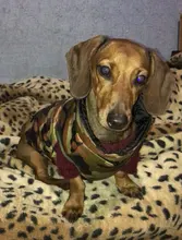 Puppy-Clothes Dog-Jacket Small Chihuahua Waterproof Winter Camo-Pattern Petshop Perro