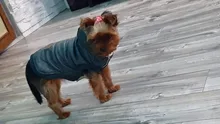 Pet-Dog-Clothes Jackets Coat Pets-Products Puppy-Cat-Clothing Pug-Outfits Small Dogs