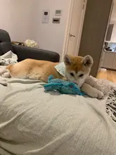 Pañuelo para perro, accesorios para perro, dibujo de fruta, piña, algodón, a cuadros, lavable, babero para perro y gato