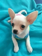 Clothing Jacket Dog Coat Puppy Pets Dogs Fleece Rabbit Small York Medium Soft New 