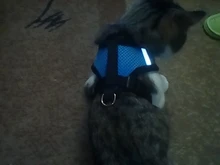 Vest Leash-Set Dog-Accessories Puppy Cat-Harness Small Dogs Chihuahua Breathable Mesh