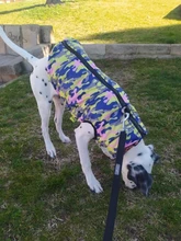 Chaqueta para perro impermeable de invierno, diseño de camuflaje, chaqueta de perro pequeño, Chihuahua, Yorkie, tienda de mascotas, XS-L