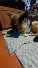 Dog-Toys Dogs-Balls Rubber Interactive Squeak Funny Small Large for Durable 10B40
