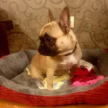 Cushion Beds Sofa-Bed Kennel Pet-House Puppy Sleeping-Bag Dogs Small Kota Cat Winter