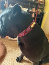 Cat-Nameplate-Collar Engraved Puppy Dogs Custom Personalized Adjustable Pug for Small