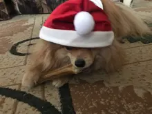 Costume Jackets Yorkie-Outfit Cat-Clothing Puppy Small Dogs Coat Hooded Pet-Dog Winter Dog