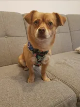 Nylon Dog Cat Harness Printed French Bulldog Harness Puppy Small Dogs Harnesses Vest