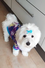 De lana caliente ropa de perro mascota lindo cráneo impreso Pet cachorro camisa para perros chaqueta Bulldog francés Jersey camuflaje perro ropa