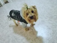 Coat Pet-Dog-Jacket Winter Puppy Hood-Size Warm with 8-18 5-Colors Thickening