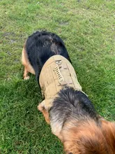 Vest Dog-Harness German-Shepherd Dogs Pet-Military-Training Molle Tactical Medium 