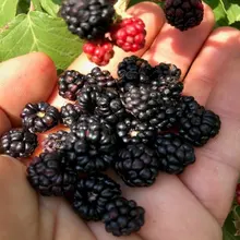 Натуральный Сладкий колючий сладкий фруктовый дикий анатольский семена ежевики(10
