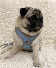 Arnés tipo chaleco sin tirones para perro, correa reflectante para perro pequeño y collar para terrier schnauzer Gato, suministros de entrenamiento para caminar, chihuahua