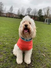 Coat-Jackets Fleece Vest Pug-Costumes Dogs French-Bulldog Chihuahua Winter Small Medium