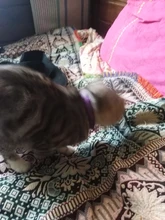 Cat-Collar Bell Pet-Product Reflective Elastic Charm Velvet-Material Safety Adjustable