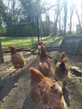 Food-Fruit-Holder Vegetable-Feeder Bird Stainless-Steel for Hens Hanging Toy Treat-Skewer