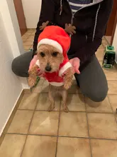 Christmas Dog Clothes Small Dogs Santa Costume for Pug Chihuahua Yorkshire Pet Cat Clothing