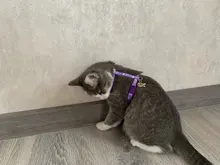 Leash-Set Harnesses Name-Tag Cats Kitten Customized Anti-Lost Nylon And with Blue Red