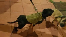 Dog-Harness Loop Dog-Molle-Vest Working Tactical with 2-Metal Buckle Hook Clip Handle
