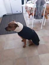 Jacket Clothing Coat Greyhound Waterproof Dog Dogs Large Super-Warm Medium Thick 