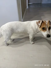 4 unidades/juego de zapatos para mascota de perro de lluvia, botines de goma antideslizantes portátiles, impermeables, zapatos de lluvia para perros y gatos, otoño e invierno, S/M/L/XL